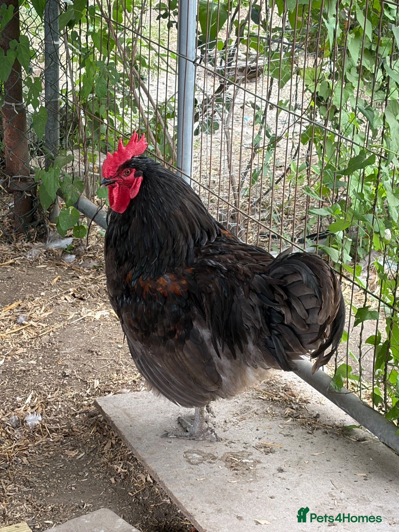 Chickens poultry Jersey Giant Cross Cockerel  - Advert 10