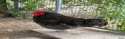 Chickens poultry for sale: Jersey Giant Cross Cockerel  in Melton Mowbray - Advert 1