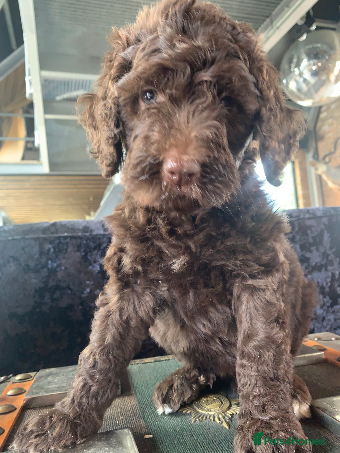 Bernedoodle dogs for sale: Standard Bernedoodle Girls Available  - Image 13