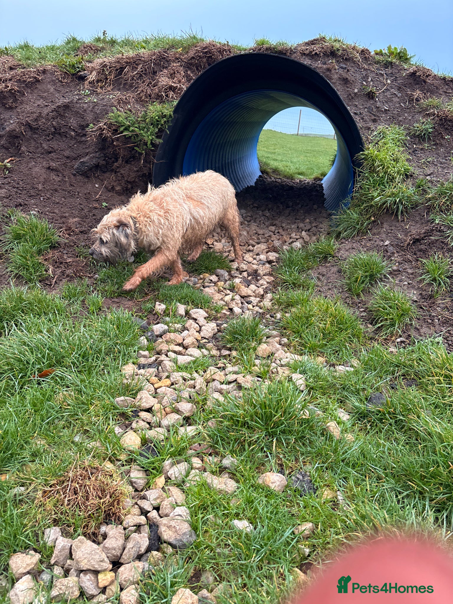 Border Terrier dogs for sale: 7 year old female border terrier  - Advert 4