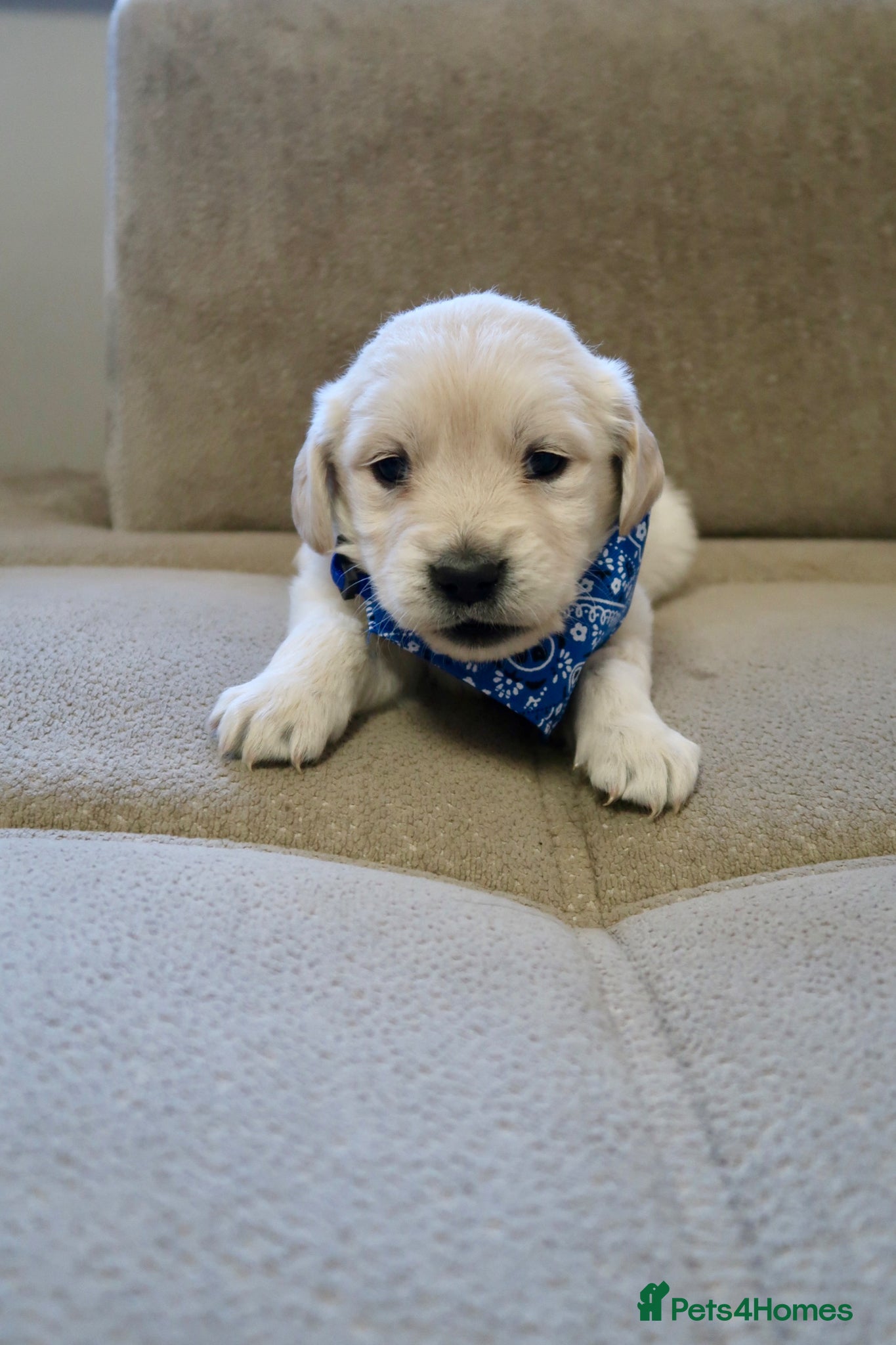 Golden Retriever dogs for sale: Pure bread puppies - Advert 20