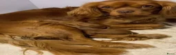 Cavalier King Charles Spaniel dogs for sale: Cavalier king Charles  - Advert 2