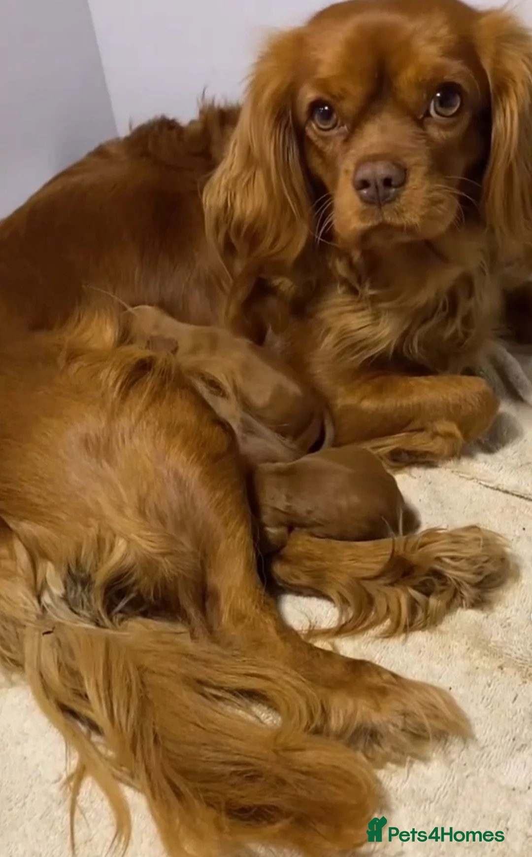 Cavalier King Charles Spaniel dogs for sale: Cavalier king Charles  - Advert 2
