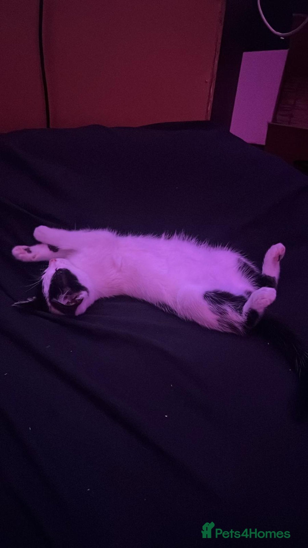 Mixed Breed cats for sale: Chocolate chip and Oreo in Enfield - Image 13