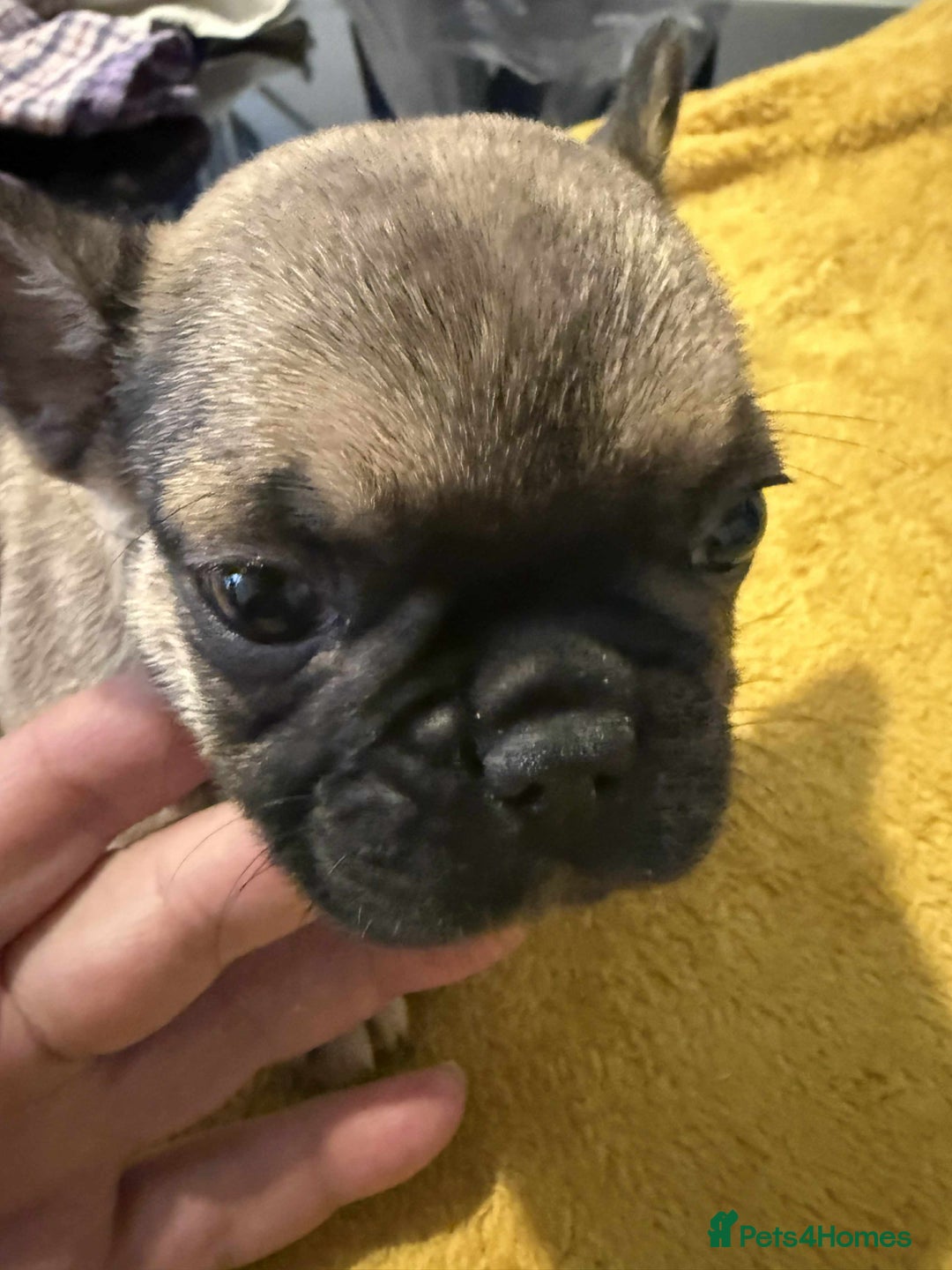 French Bulldog dogs for sale: pupis - Image 5