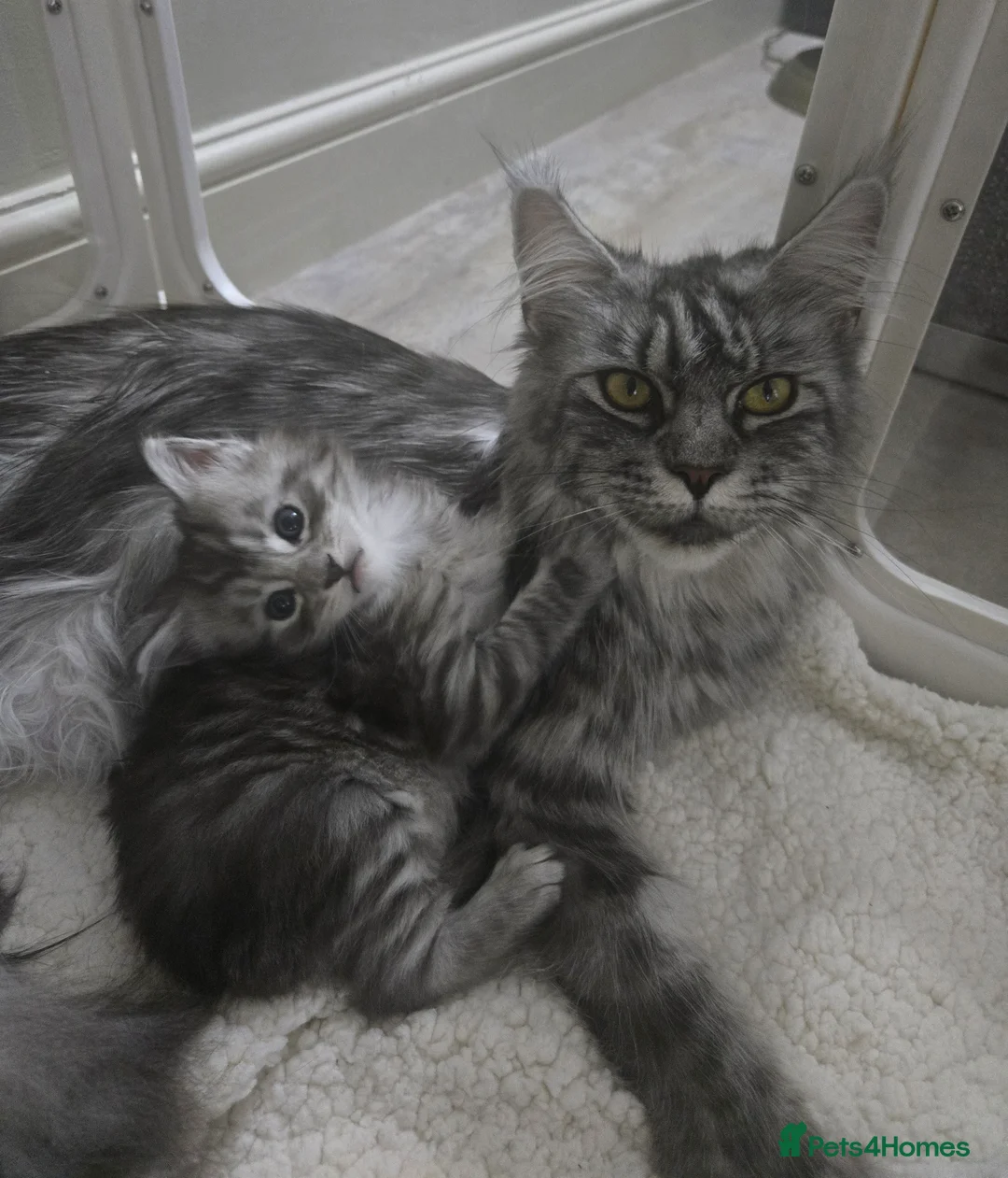 Maine Coon cats for sale: GCCF Registered Maine Coon Kitten – 1 Male - Advert 3