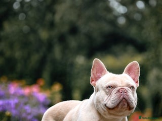 French Bulldog dogs Frenchie stud champion Flava in Kings Langley - Advert 2