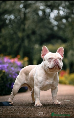 French Bulldog dogs for stud in Kings Langley - Advert 4