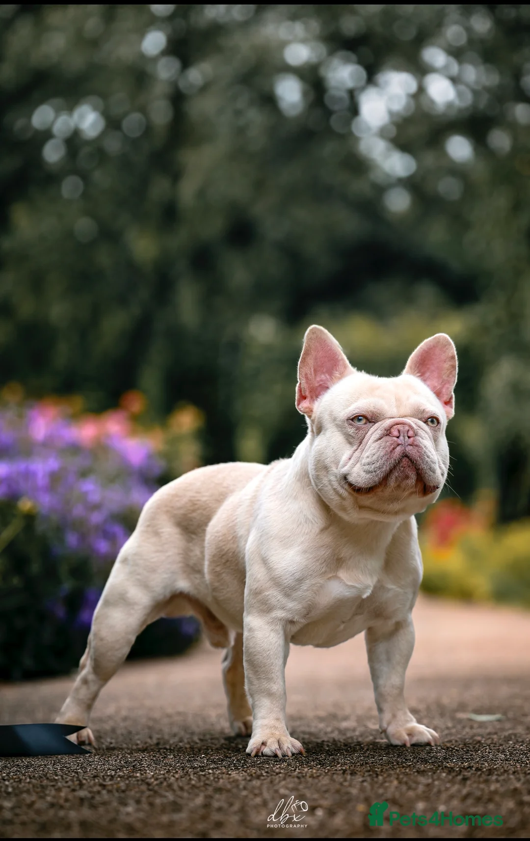 French Bulldog dogs for stud: Frenchie stud champion Flava  in Kings Langley - Advert 1