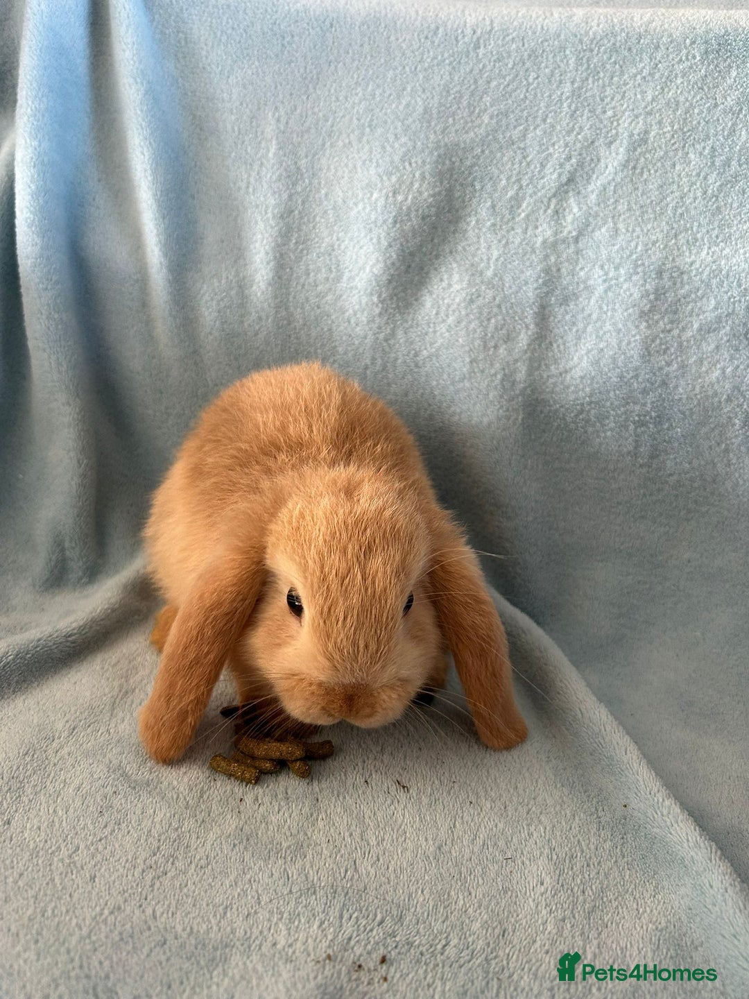 Mini Lop rabbits for sale: Pure Breed Mini Lop baby bunnies ready 1st Aug - Image 29
