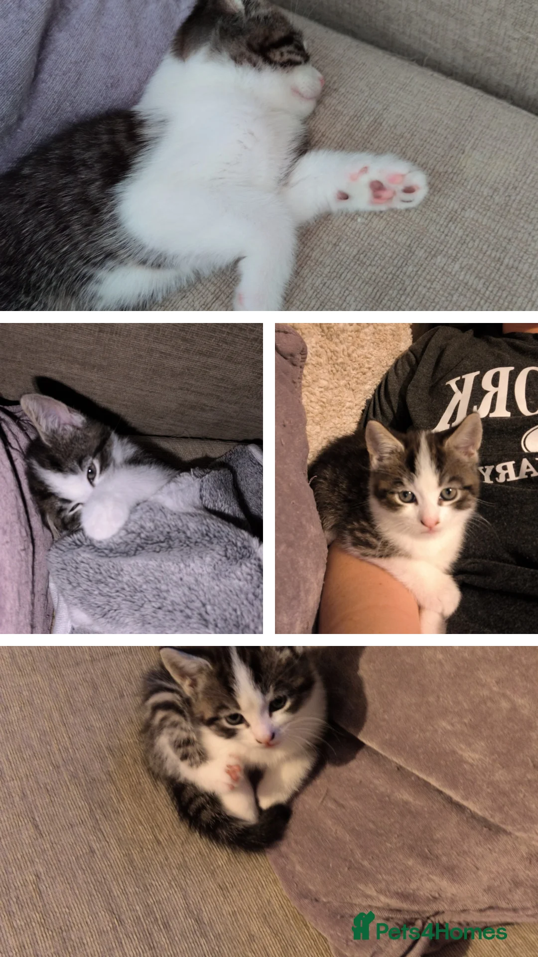 Mixed Breed cats for sale: Whiskey is looking for a loving home  - Advert 6