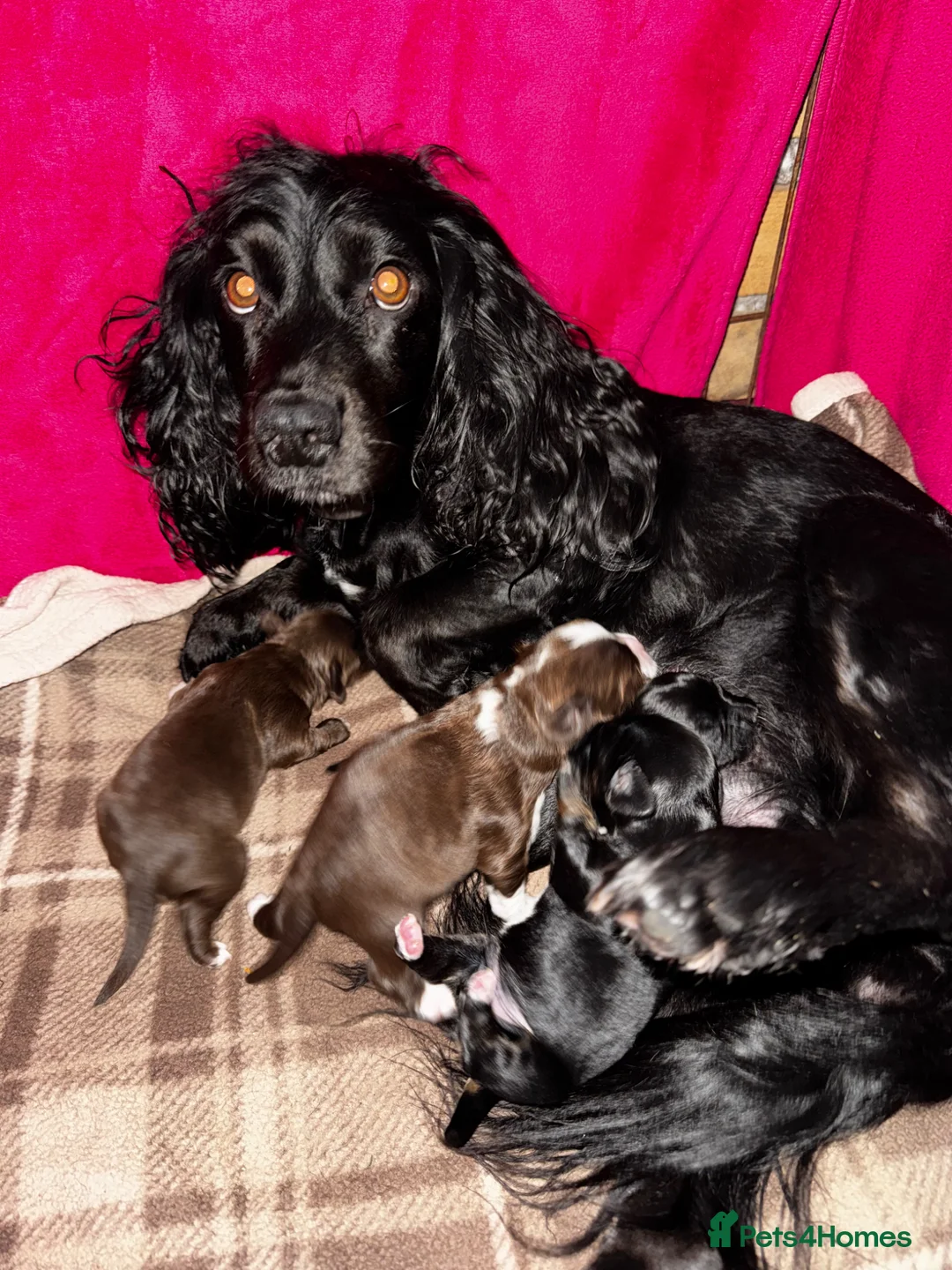 Mixed Breed dogs for sale: Chihuahua x Cocker Spaniel puppies cockerhuahua in Stratford-upon-Avon - Advert 2