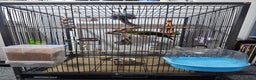 Parakeets birds for sale: Kakariki+Cage+toys+foods+bath+multivitamins+sprays - Advert 16