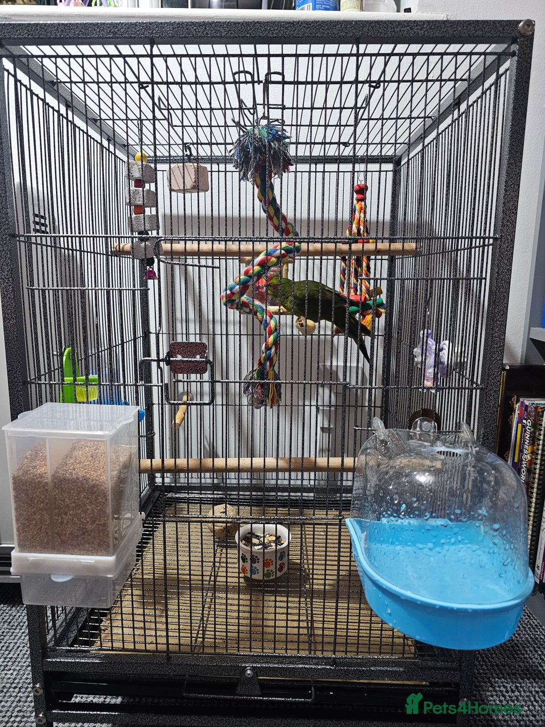 Parakeets birds for sale: Kakariki+Cage+toys+foods+bath+multivitamins+sprays - Image 16