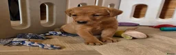 Labrador Retriever dogs for sale: 10 FOX RED KC LABS WITH HEALTH TESTED PARENTS - Advert 16