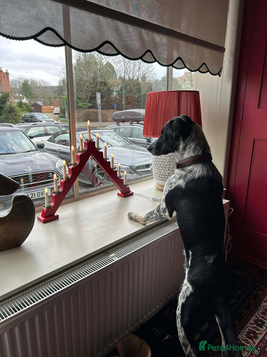 Mixed Breed dogs for adoption: Beau is looking for his forever home - Advert 11