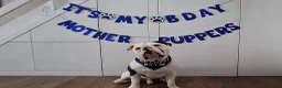 Dorset Olde Tyme Bulldogge dogs for stud: Olde Tyme Bulldog  - Advert 4
