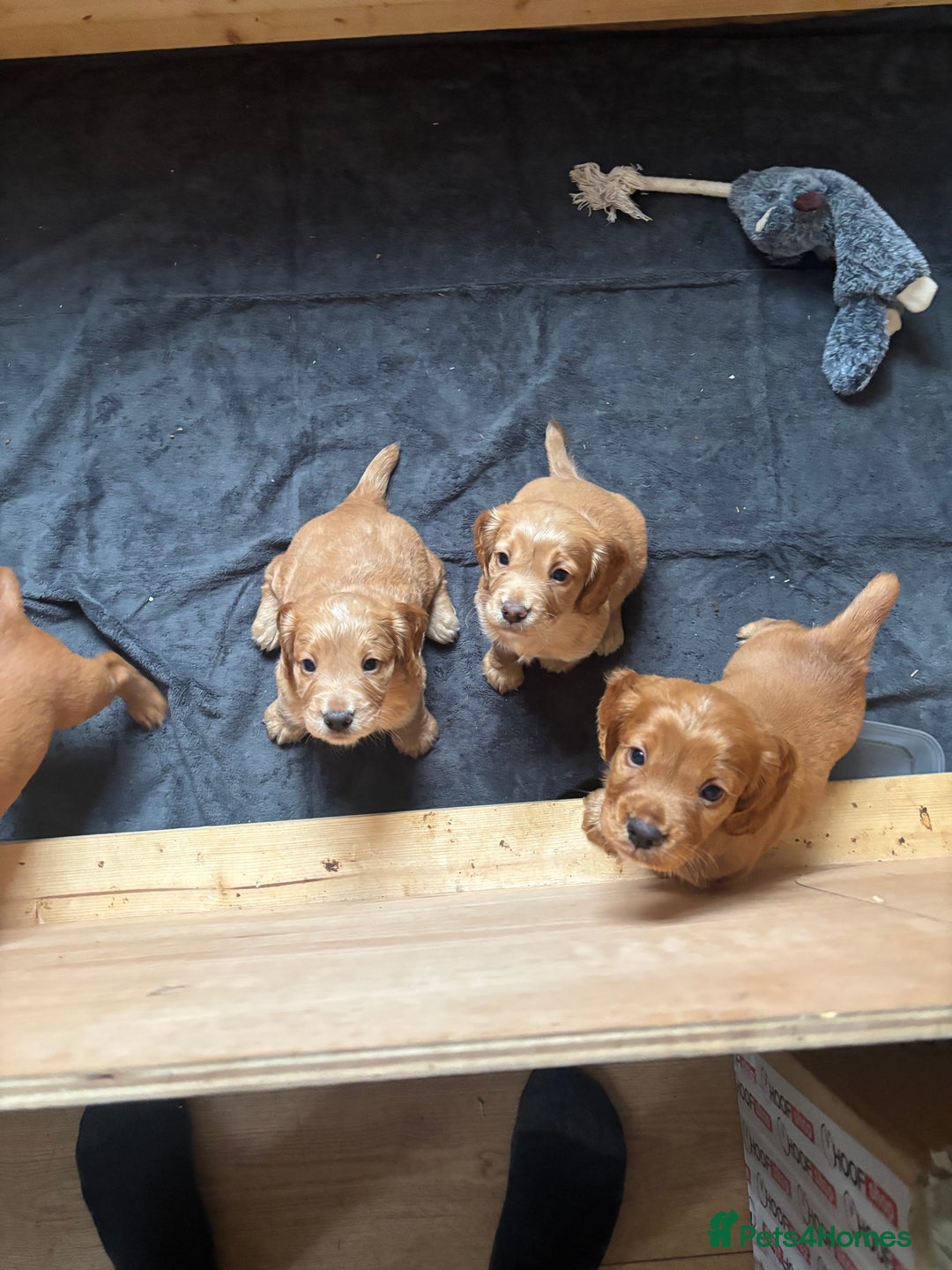Cocker Spaniel dogs for sale: Working red cocker spaniel puppies for sale - Image 2