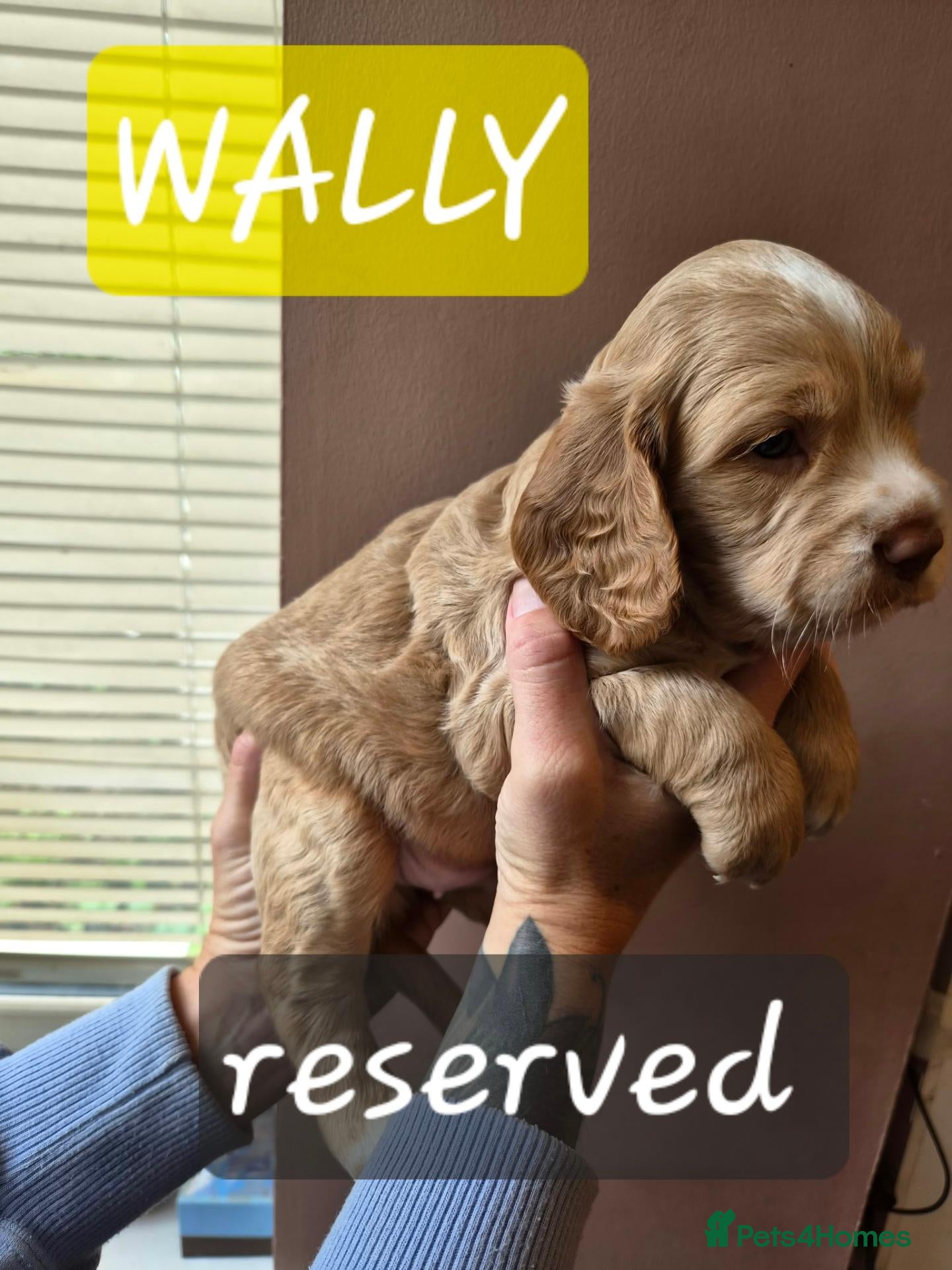 Cocker Spaniel dogs Stunning cocker spaniels  - Advert 2