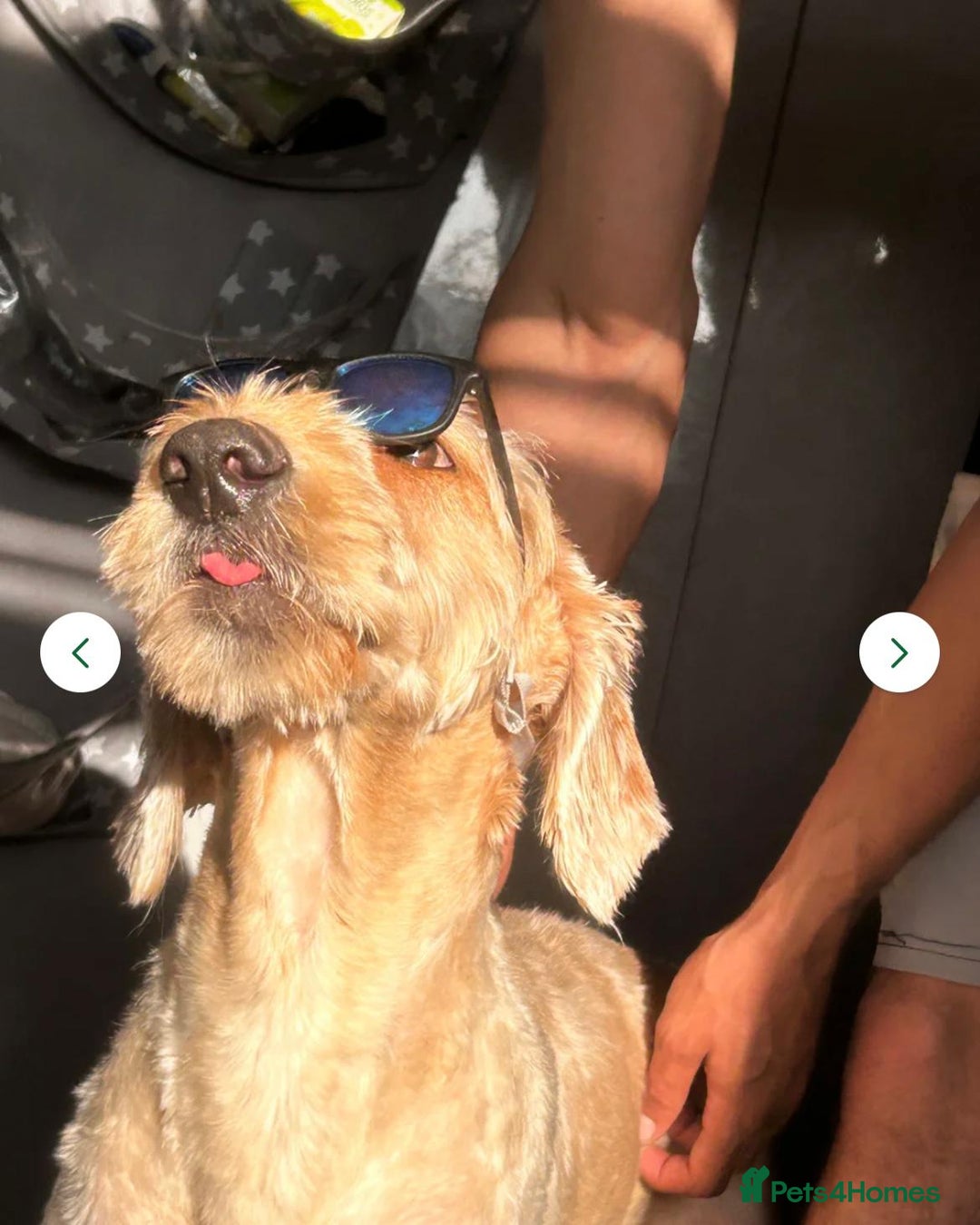 Labradoodle dogs for sale: Lola looking for a loving home - Advert 2