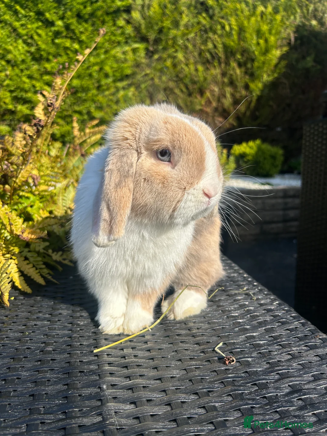 Mini Lop rabbits for sale: 18 month minilop looking food his forever home £10 - Advert 2