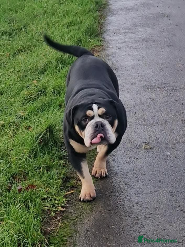 English Bulldog dogs Ernie  - Advert 5