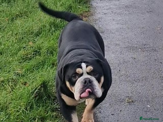 English Bulldog dogs Ernie - Advert 1