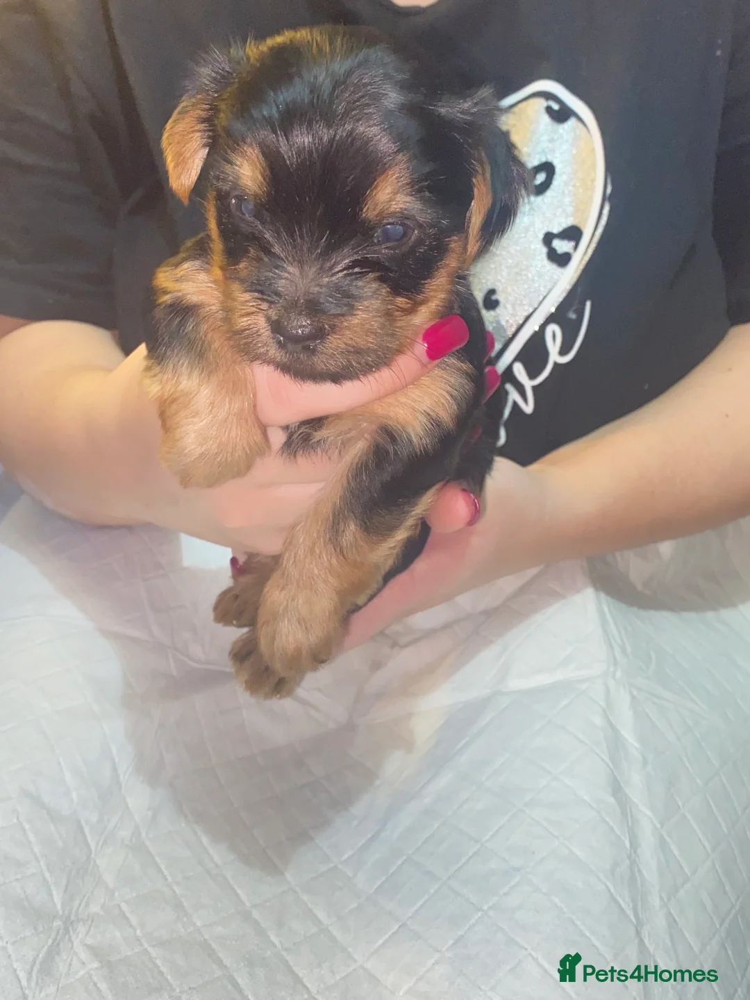 Yorkshire Terrier dogs for sale: 4 Stunning Minature Yorkshire terriers for sale  - Advert 37