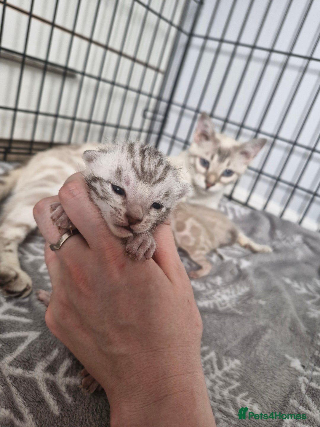 Bengal cats for sale: LAST 1! HEALTH TESTED bengal kittens TICA  - Image 15