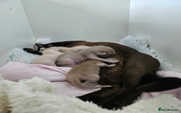 Burmese cats for sale: BLUE BURMESE KITTEN - Last one - Image 3