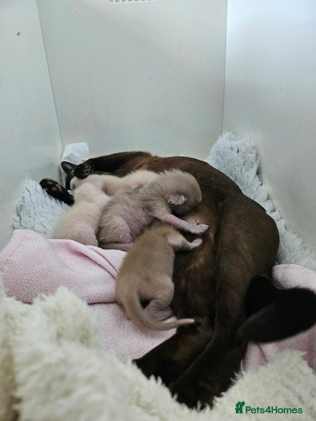 Burmese cats for sale: BLUE BURMESE KITTEN - Last one - Image 3