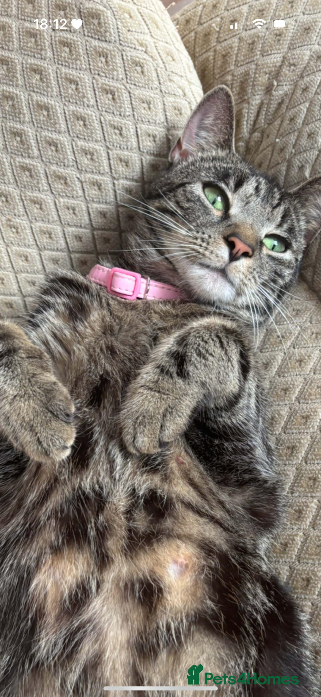 Mixed Breed cats for sale: 6 lovely mixed breed kittens  - Advert 2