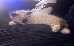 Ragdoll cats for sale: Beautiful female ragdoll kitten - Image 3