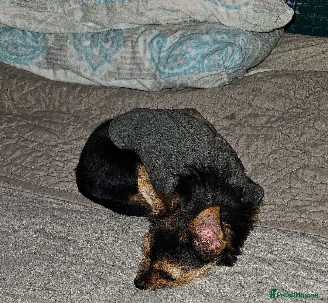 Chorkie dogs for sale: Tammy - Advert 9