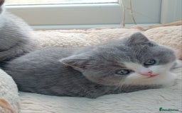 British Shorthair cats for sale: Gorgeous British short-hair kittens  - Image 23