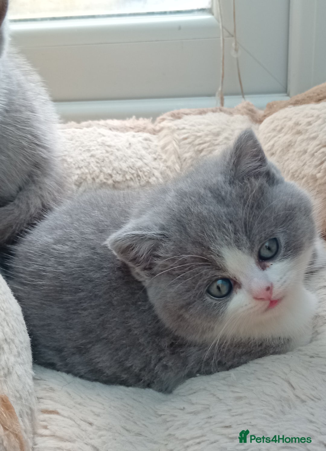 British Shorthair cats for sale: Gorgeous British short-hair kittens  - Image 23
