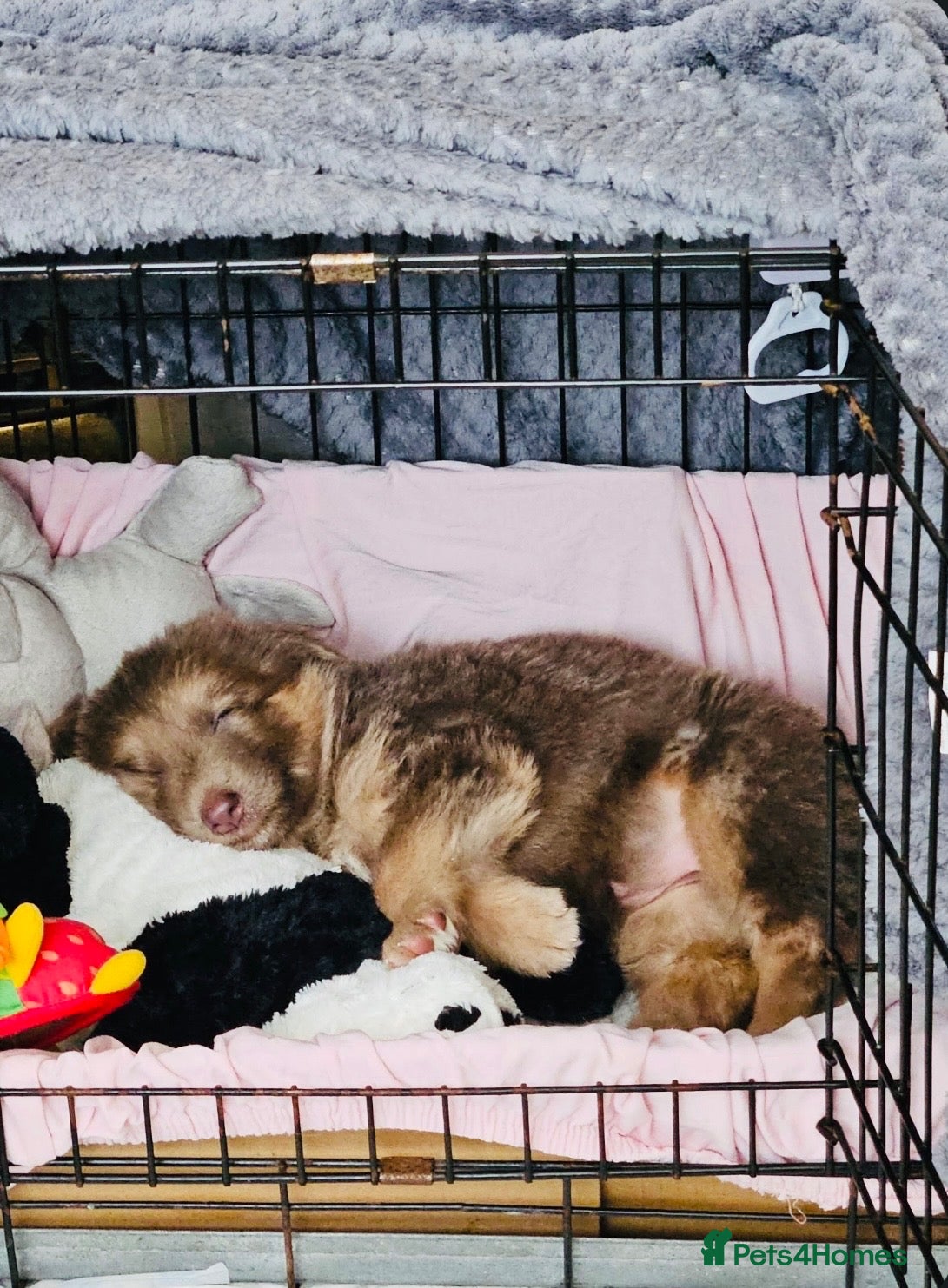 German Shepherd dogs for sale: Pick of the litter izzie and tan GSD girl - Advert 1