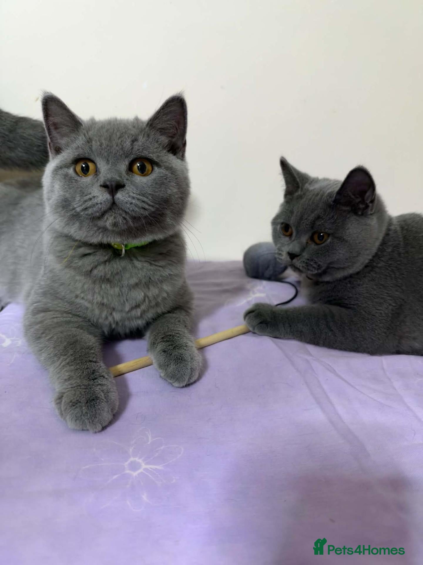 British Shorthair cats BSH GCCF Pedigree Healthy Beautiful Friendly  - Advert 1