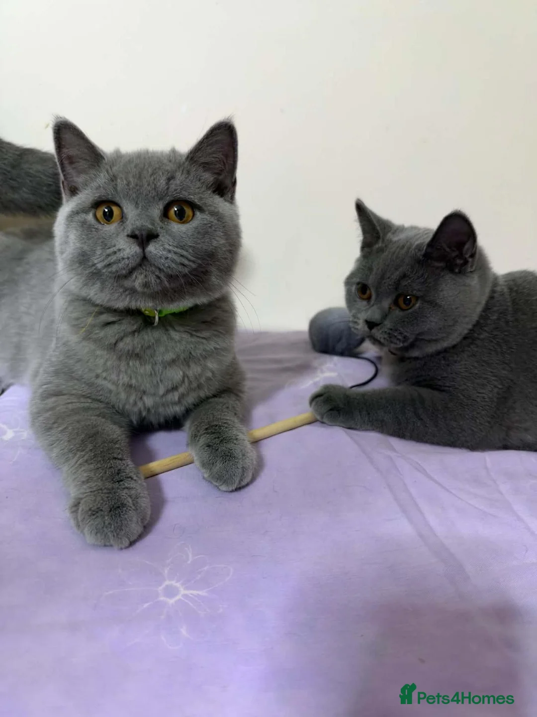 British Shorthair cats for sale: BSH GCCF Pedigree Healthy Beautiful Friendly  - Advert 1