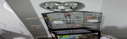 Parrots birds for sale: Quaker parrot  - Advert 3