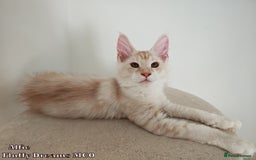 Maine Coon cats for sale: Two Cream Boys ES23 from Fluffy Dreams MCO - Image 5