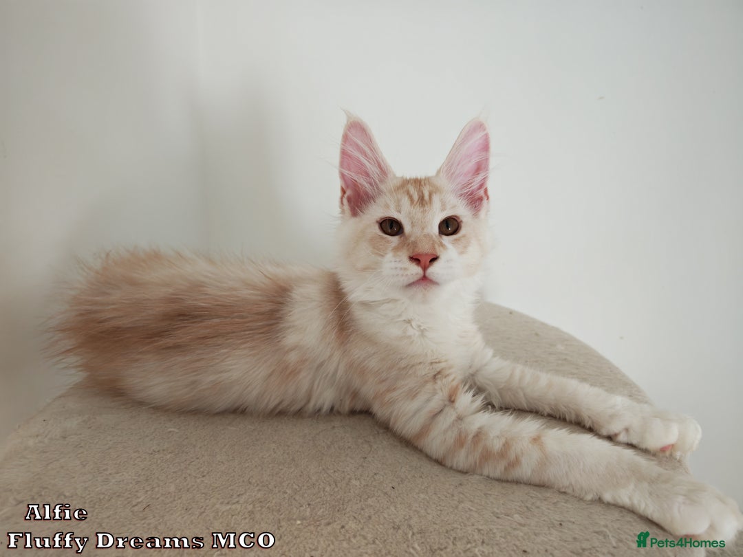 Maine Coon cats for sale: Two Cream Boys ES23 from Fluffy Dreams MCO - Image 5