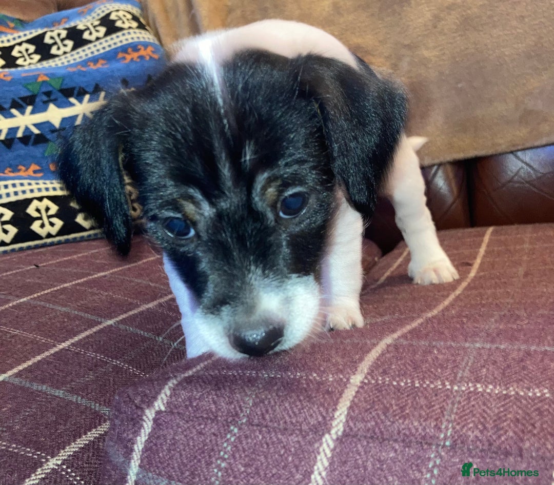 Jack Russell dogs for sale: Jack Russel pups. Two left one girl one boy - Advert 4