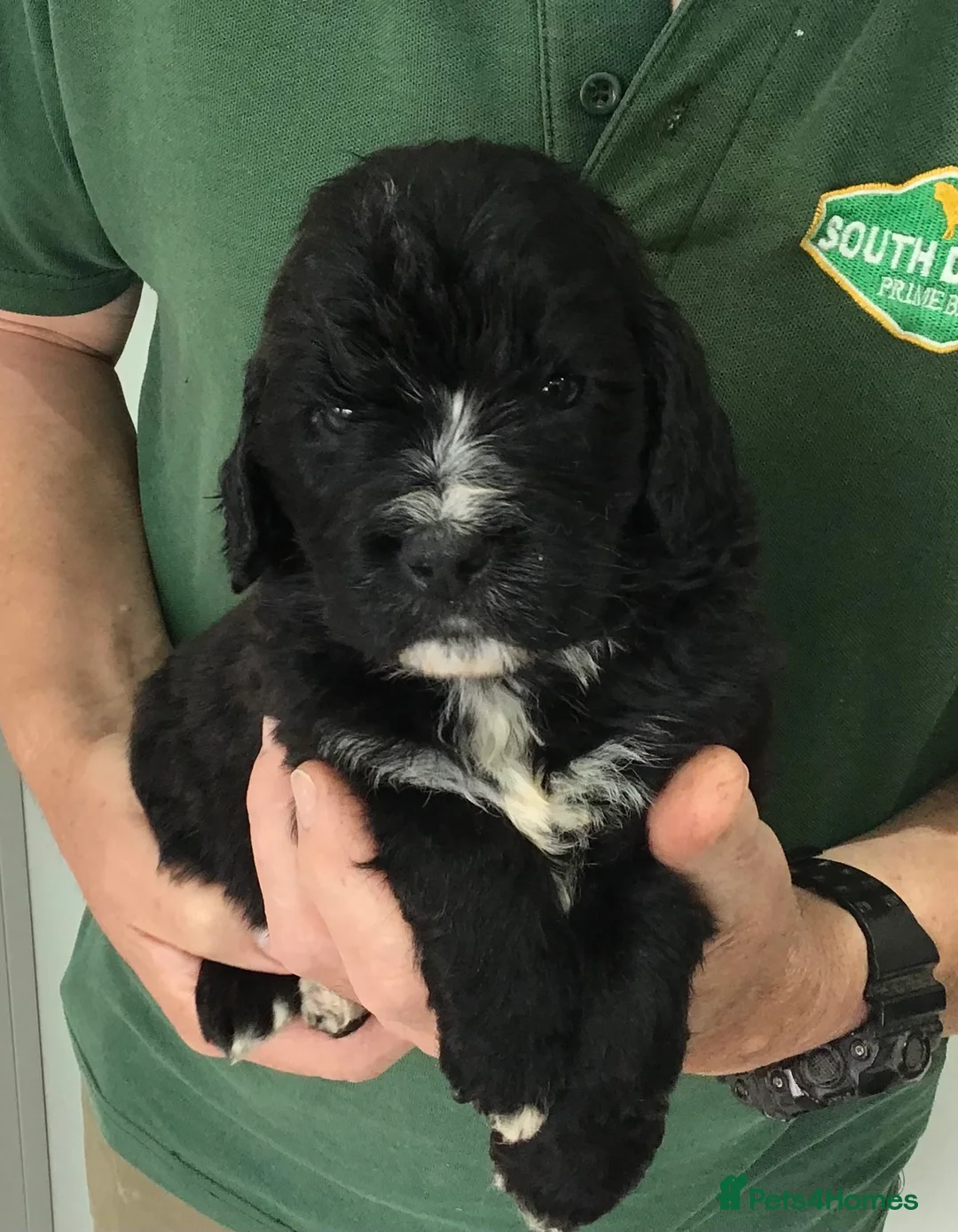 Saint Berdoodle dogs for sale: Striking and Rare Saint Bernadoodle Pups - Advert 39
