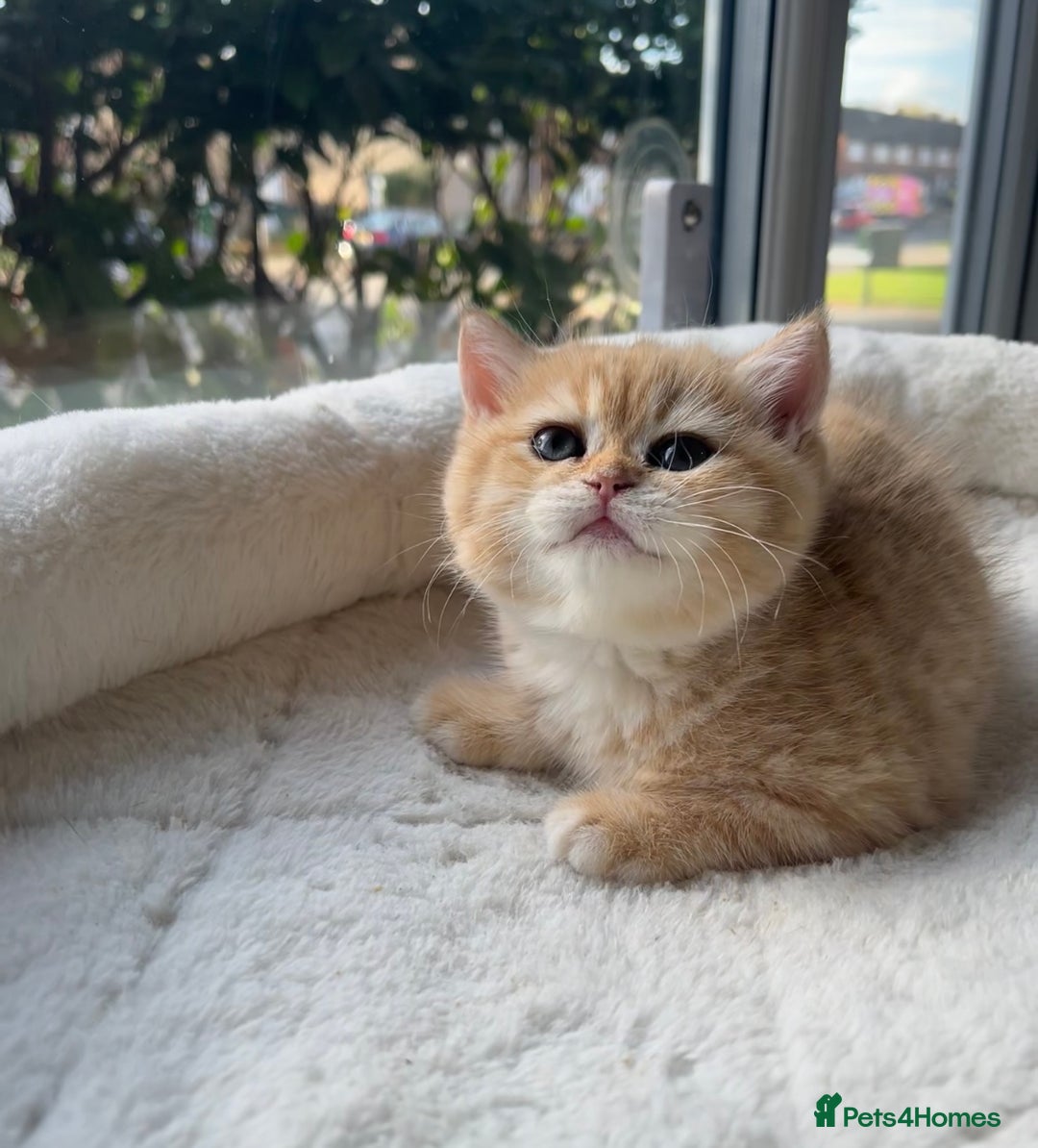 British Shorthair cats for sale: TICA Reg Beautiful Golden & Golden Tabby Bsh  - Advert 8