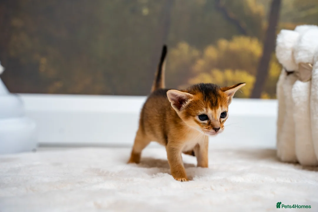 Abyssinian cats for sale: Ruddy Abyssinians Kittens-Outstanding Pedigree  - Advert 16