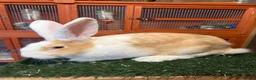 Continental Giant rabbits for sale: Pure breed continental giants female  - Advert 1