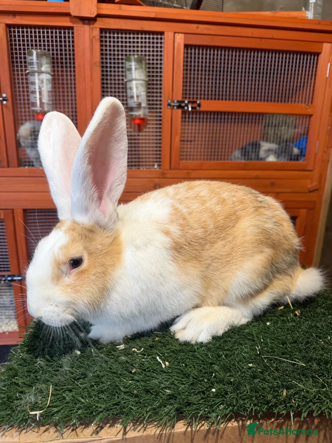 Continental Giant rabbits for sale: Pure breed continental giants female  - Advert 1