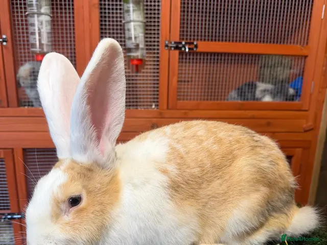 Continental Giant rabbits for sale: Pure breed continental giants female - Advert 6