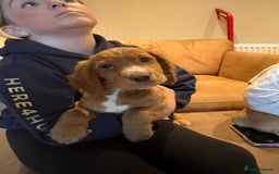Cocker Spaniel dogs for sale: Cocker Spaniel Puppies  - Image 2